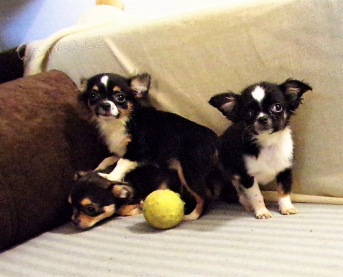 �IVAVA s PP - pejsci