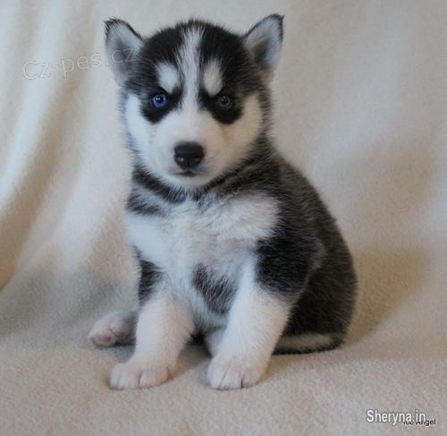 Sibiřské husky štěňata na Vánoce. Sibiřské husky štěňata na Vánoce.