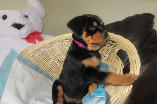 Rottweiler štěňata na Vánoce. Rottweiler štěňata na Vánoce.