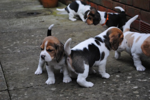 Beagle štěňata k dispozici na Vánoce. Beagle štěňata k dispozici na Vánoce.