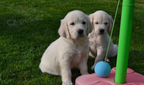 Zlatý retriever štěňata na Vánoce. Zlatý retriever štěňata na Vánoce.