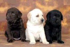 Labradorský retrívr štěňata na Vánoce. Labradorský retrívr štěňata na Vánoce.