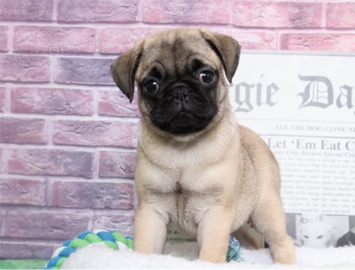  Mops �t�n� hled� nov� domov.