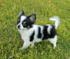 Super roztomilý štěně Chihuahua Super roztomilý štěně Chihuahua