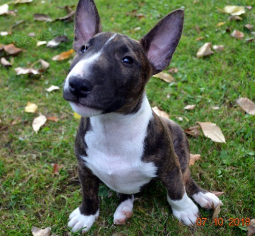 �t���tka Miniaturn� Bull Terrier