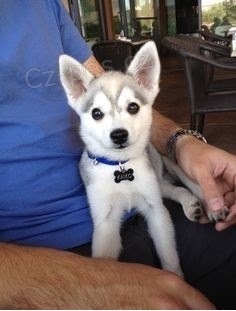 Sib�rsky hasky na predaj s PP