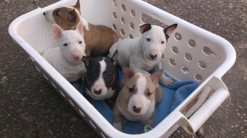 Štěňátka Miniaturní Bull Terrier Štěňátka Miniaturní Bull Terrier