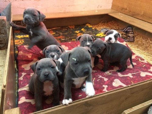 Štěňata Amstaff Štěňata Amstaff