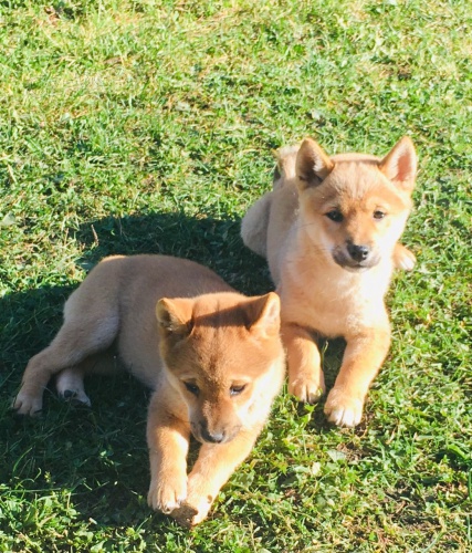 shiba inu �t��ata pro v�no�n�