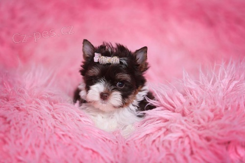 �t���tka baren�ch jork��rku s PP