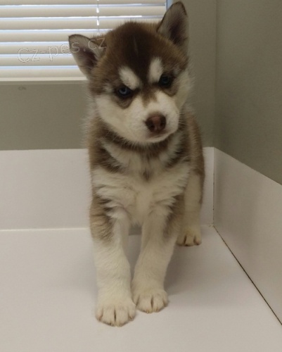 Vynikajc sibisk husky tata