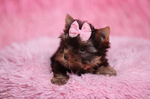 Barevn� york��rkov� s rodokmeny