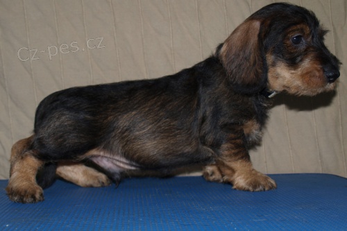 Jezev��k drsnosrst� standardn�