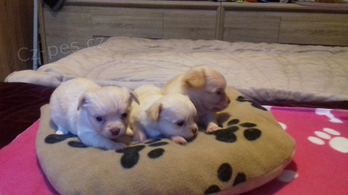 �ivava - �t���tka s PP