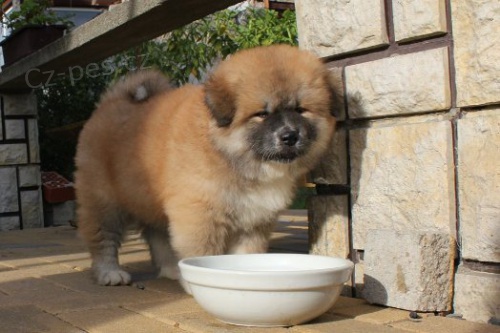 Akita inu - štěňátka Akita inu - štěňátka