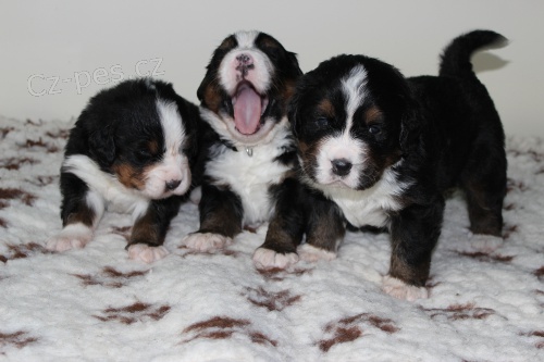 Bernsk� sala�nick� pes s PP