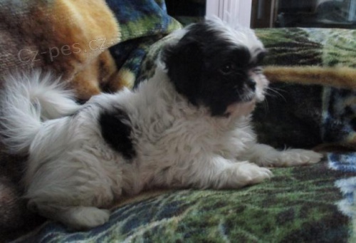 �armantn� Shih Tzu �t��ata