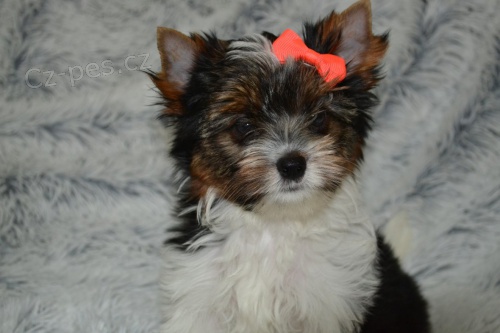 Jork��rsk� teri�r s PP