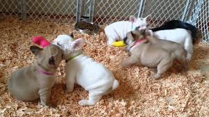 francouzsk buldok tata