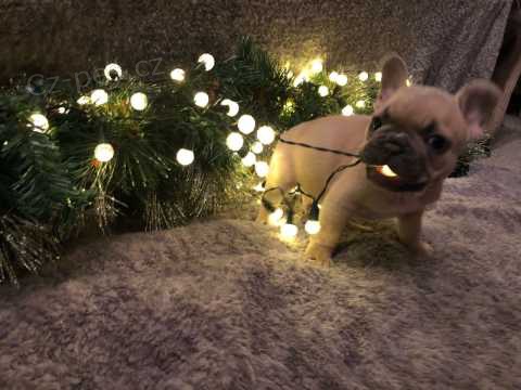 Francouzsk buldoek tata