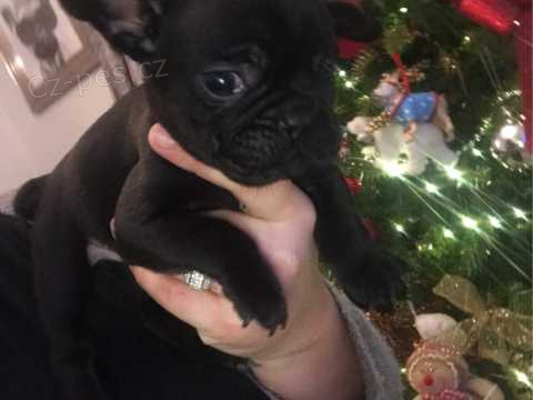 Francouzsk buldoek tata