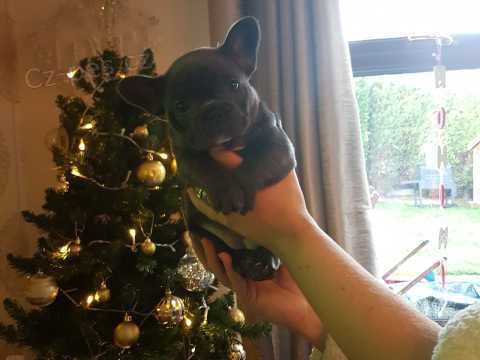 Ndhern francouzsk buldok ttka