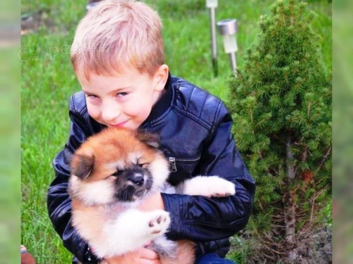 Absolutní radostná akita inu štěňata na prodej Absolutní radostná akita inu štěňata na prodej