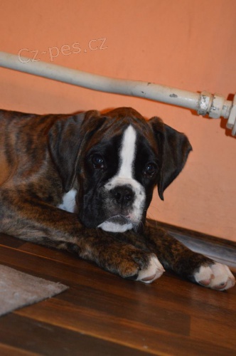 NĚMECKÝ BOXER s PP NĚMECKÝ BOXER s PP