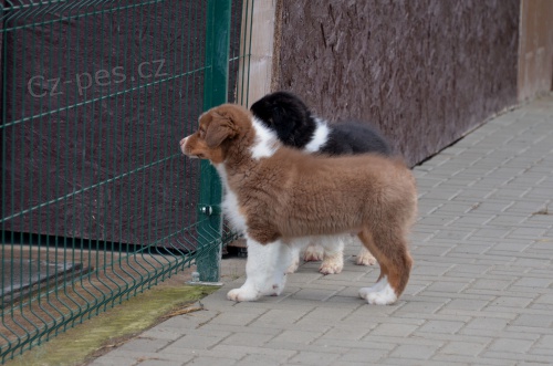 Australsk� ov��k �t�n� s P.P.