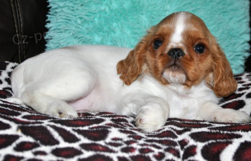 Kiong Charles �pan�l s PP