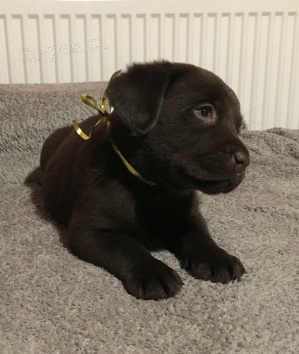 Labradorsk� retr�vr st���tka s PP