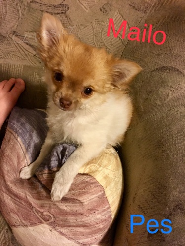 Prod�m �t�n� �ivavi