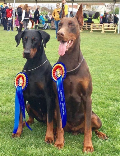 �t���tka dobrmana