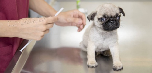 Mops stenata Mops stenata