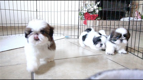 Shih tzu štěňata. Shih tzu štěňata.