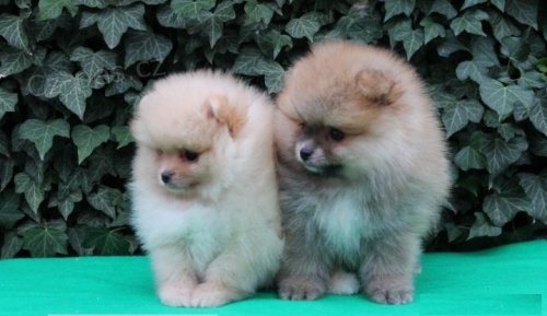 Pomeranian štěňata Pomeranian štěňata