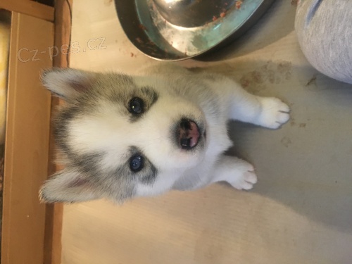 �t���tka sibi�sk�ho huskyho