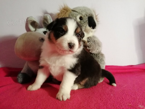 Australsk� ov��k s PP