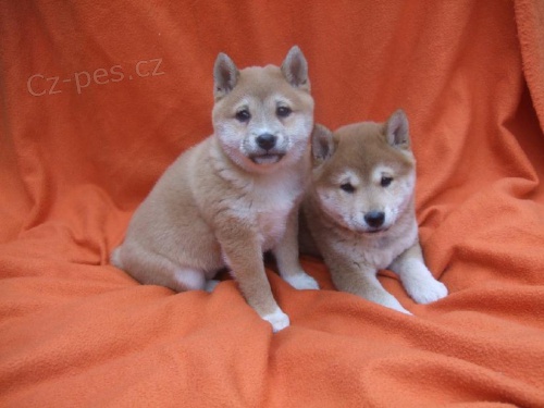 SHIBA INU PRAHA