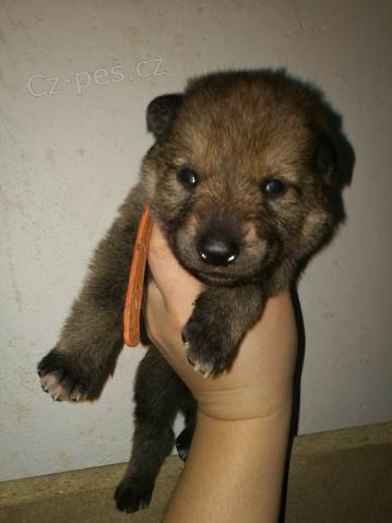 �eskoslovensk� vl��k s PP