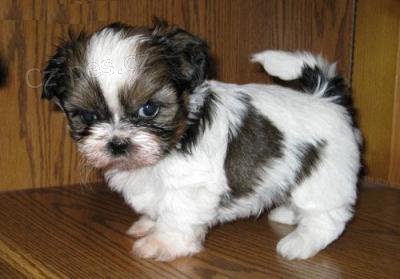 Shih-tzu, ši-tzu štěňátka s PP Shih-tzu, ši-tzu štěňátka s PP