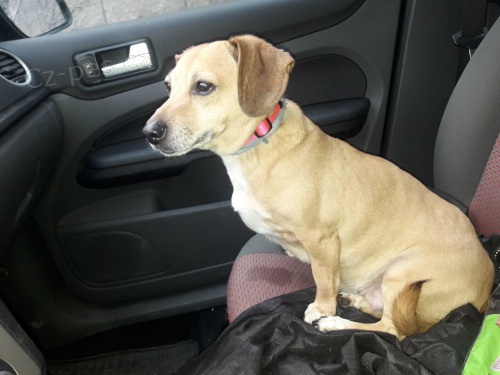 Daruji fenku jezev��ka mix