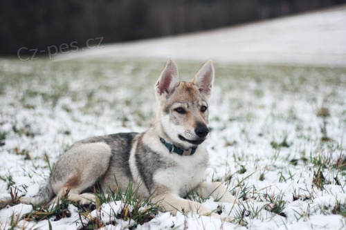 �eskoslovensk� vl��k s PP