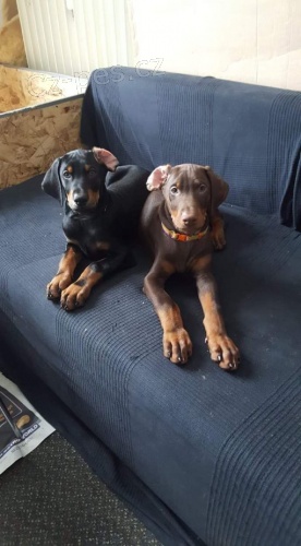 �t��ata - dobrman