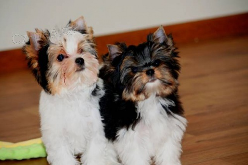 Biewer jorkšírský teriér s PP Biewer jorkšírský teriér s PP