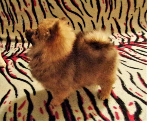 N�meck� �pic s PP