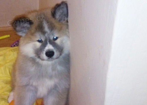 Akita inu štěnata Akita inu štěnata