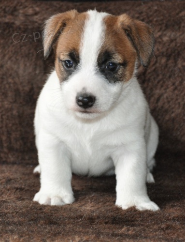 Jack Russell terrier s PP Jack Russell terrier s PP