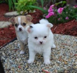 ivava tata na prodej