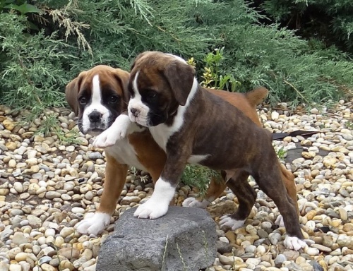 boxer, kr�tky chvost